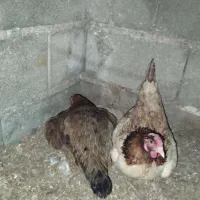 مرغ کرچ