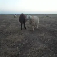 میش فروشی