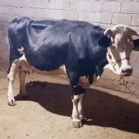 گاو و گوساله