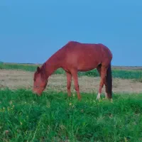 اسب مادیان
