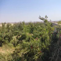 باغ-مشجر-600متری