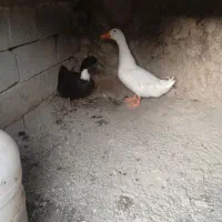 اردک نر و ماده جفت
