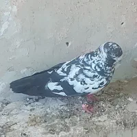 کبوتر غریب گیری