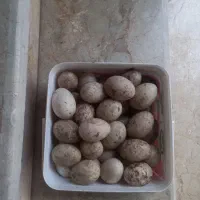 تخم اوردک