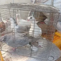 2 جفت کبوتر بالا