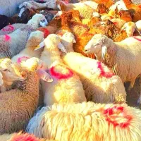 «دامداری ۵۰۰راسی /گوسفند با قَصاب رایگان»خونی