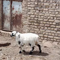 بره ماده فقط 12/800میش