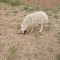 بره قوچی