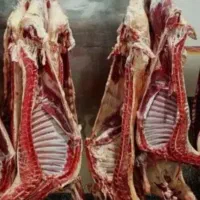 نوریع عمده گوشت گوساله
