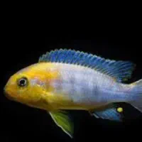 ماهی سیجلاید قیمت توافقی