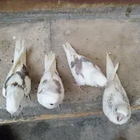 عروس هلندی ، طوطی برزیلی