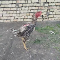 حیوانات