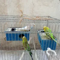 مرغ عشق|پرنده|دوگنبدان, |دیوار