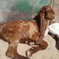 بز پاکستانی زایذ فروشی جوان