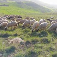 60راس گوسفند سنجابی همه جوان
