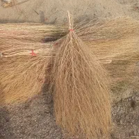 جارو|لوازم نظافت|شیروان (لرستان), |دیوار