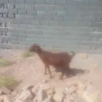 یگ راس بز پرشیر جنس دار