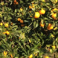 فروش پرتقال تامسون درجه ۱ در بابل