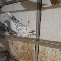 کفتر