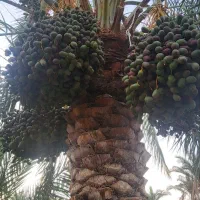 حراج فوری درخت خرما