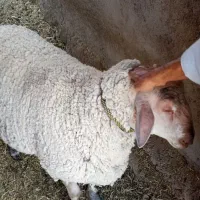 بره شاروله