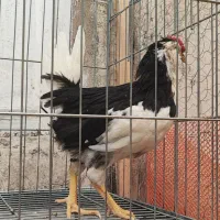 جوجه خروس گلین