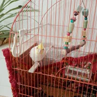 عروس هلندی نر
