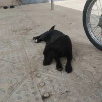 سگ پاکوتاه