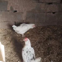 ۳ خروس محلی فروشی و دو مرغ فروشی