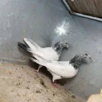 کبوتر تیدی برای فروش