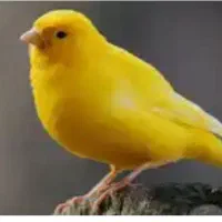 قناری