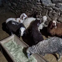 بره نر و ماده