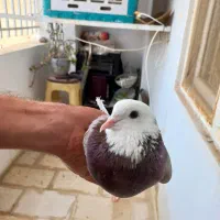 ۲ عددکبوتر