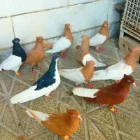 کبوتر رنگه سینه کله طوقی دمسفید جوجه سار کلاغ چپ
