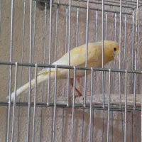 قناری ماده اماده  و قناری  سوپری ماده