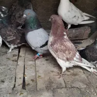 کبوتر تک پر