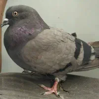 کبوتر سبز کاشونی
