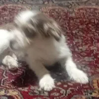 سگ پنج ماهه حرف گوشکن