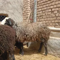 گوسفند  بره نر