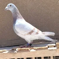 کبوتر پلاکی مسافتی خارجی