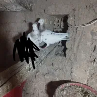 فروشی