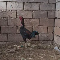 خروس ومرغ لاری