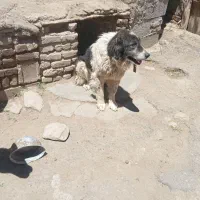 گلع تضمینی