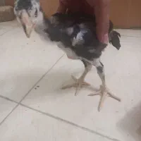 جوجه لاری ۲ماهه