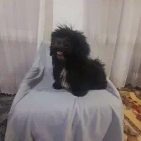 سگ dag