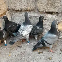 کبوتر جوجه پلاکی