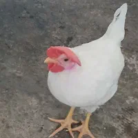۲عدد  جوجه۳ماهه