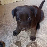 سگ ژرمن