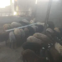 گوسفند فروشی