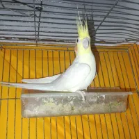 عروس هلندی